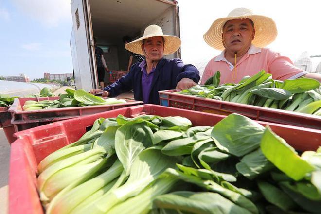 上海植物工厂万亩蔬菜绿油油55折供应百姓餐桌
